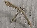Unmarked Plume Moth - Hodges#6226