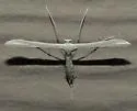 Unmarked Plume Moth - Hodges#6226 - photo 2