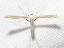 Unmarked Plume Moth - Hodges#6226 - photo 3