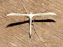 Unmarked Plume Moth - Hodges#6226 - photo 4