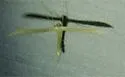 Unmarked Plume Moth - Hodges#6226 - photo 5