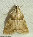 Hellula aqualis - Hodges#4849 - photo 3