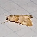 Hellula aqualis - Hodges#4849 - photo 4