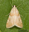 Hellula aqualis - Hodges#4849 - photo 5