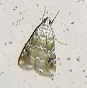 Kemp's Hellula Moth - Hodges#4848