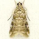 Kemp's Hellula Moth - Hodges#4848 - photo 2