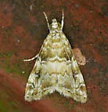 Kemp's Hellula Moth - Hodges#4848 - photo 3
