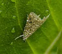 Kemp's Hellula Moth - Hodges#4848 - photo 4