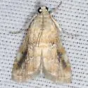 Kemp's Hellula Moth - Hodges#4848 - photo 5