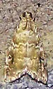 Cabbage Budworm Moth - Hodges#4847