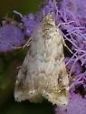 Cabbage Budworm Moth - Hodges#4847 - photo 2