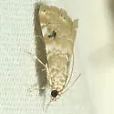 Cabbage Budworm Moth - Hodges#4847 - photo 3