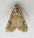 Cabbage Budworm Moth - Hodges#4847 - photo 4