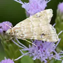 Cabbage Budworm Moth - Hodges#4847 - photo 5