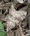 Hellula rogatalis - Hodges#4846