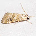 Hellula rogatalis - Hodges#4846 - photo 3