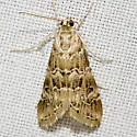 Hellula rogatalis - Hodges#4846 - photo 4