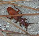 Helluomorphoides clairvillei