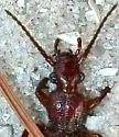 Helluomorphoides clairvillei - photo 2