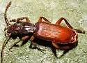 Helluomorphoides clairvillei - photo 3