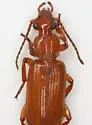 Helluomorphoides ferrugineus