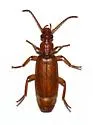 Helluomorphoides ferrugineus - photo 2