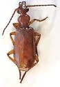 Helluomorphoides ferrugineus - photo 3