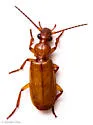 Helluomorphoides ferrugineus - photo 4