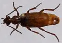 Helluomorphoides ferrugineus - photo 5