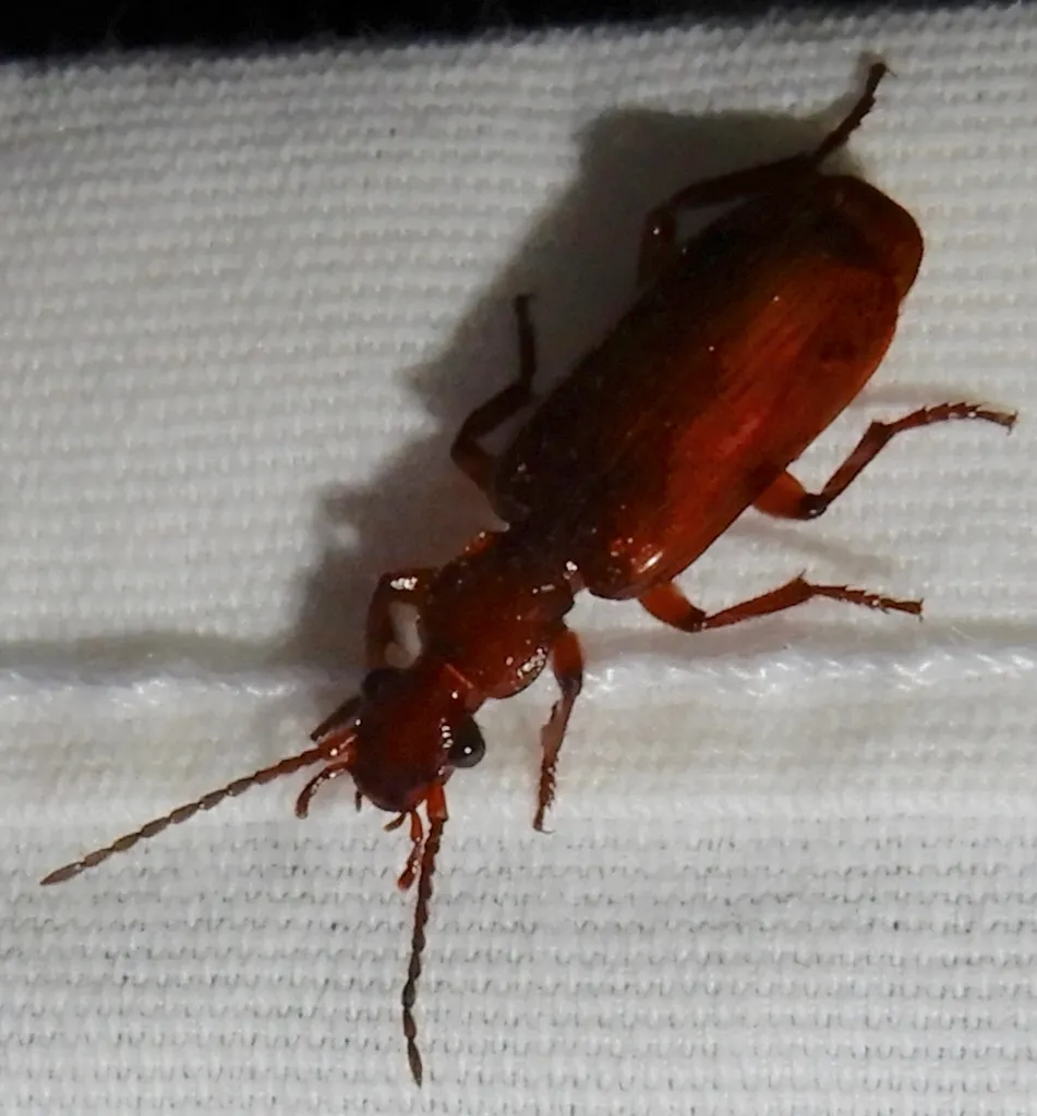Helluomorphoides latitarsis - photo 2