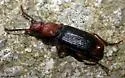 Helluomorphoides nigripennis