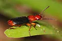 Helluomorphoides nigripennis - photo 2