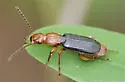 Helluomorphoides nigripennis - photo 3