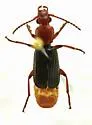 Helluomorphoides nigripennis - photo 4