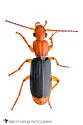 Helluomorphoides nigripennis - photo 5