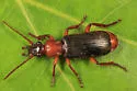 Helluomorphoides praeustus
