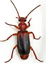 Helluomorphoides praeustus - photo 2