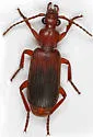 Helluomorphoides praeustus - photo 3