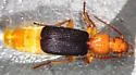 Helluomorphoides praeustus - photo 4