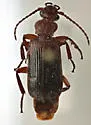 Helluomorphoides praeustus - photo 5