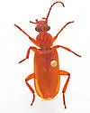 Helluomorphoides texanus