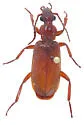 Helluomorphoides texanus - photo 2