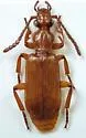 Helluomorphoides texanus - photo 3