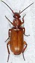 Helluomorphoides texanus - photo 4