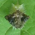 Clavate Tortoise Beetle - photo 3