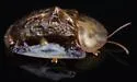 Clavate Tortoise Beetle - photo 5