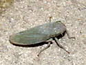 Bog Leafhopper