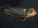 Bog Leafhopper - photo 2