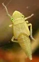 Bog Leafhopper - photo 3