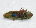 Bog Leafhopper - photo 4